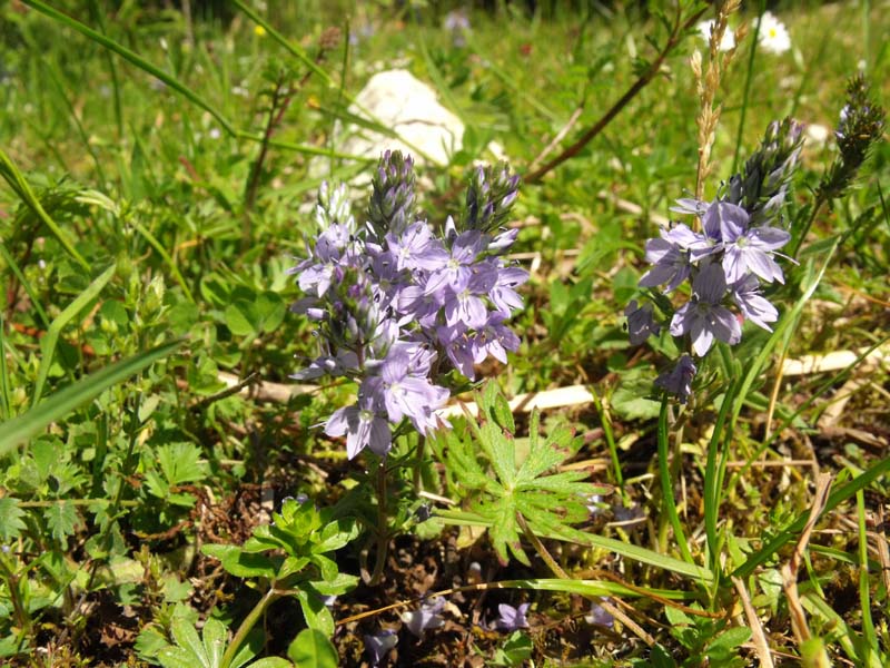 Veronica (?) da ID